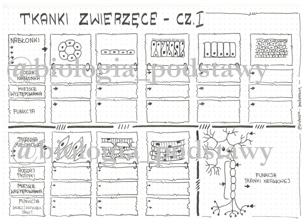 Test Tkanki Zwierzce Klasa 6 - Question