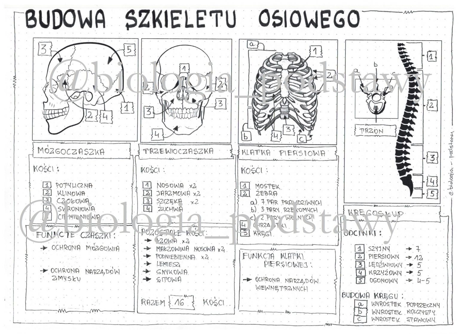 Sketchnotka - Notatka „Budowa I Rola Szkieletu Osiowego” Wykonana W ...