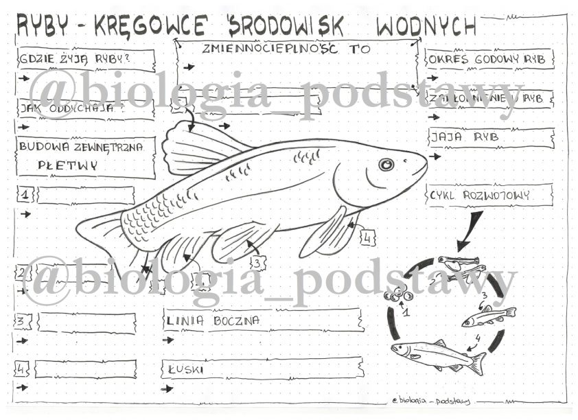 Klasa 6 - Ryby - KP • Złoty Nauczyciel