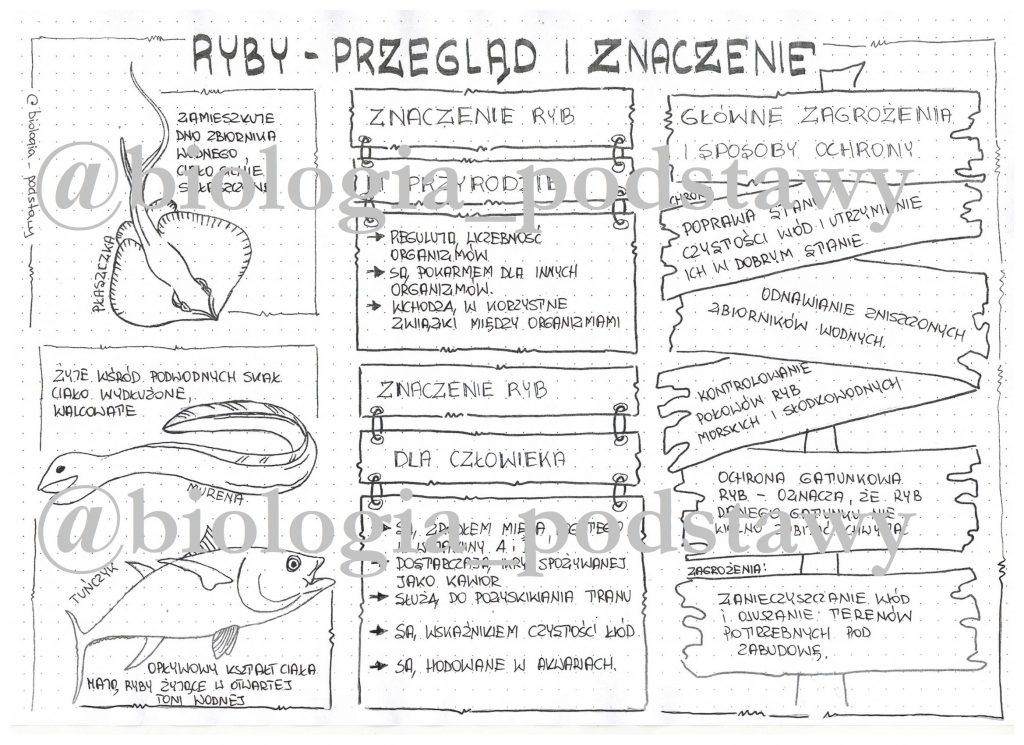 Klasa 6 - Ryby - Przegląd I Znaczenie - Sketchnotka • Złoty Nauczyciel