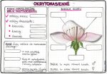 Rośliny okrytonasienne – szarość – klasa 5