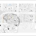 Zestaw 7 sketchnotek i 7 kart pracy z biologii do klasy 6 – dział III „Stawonogi i mięczaki” wykonanych w power point – tutaj w pliku pdf