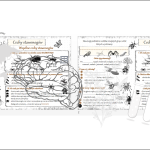 Zestaw 7 sketchnotek i 7 kart pracy z biologii do klasy 6 – dział III „Stawonogi i mięczaki” wykonanych w power point – tutaj w pliku pdf