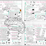 Sketchnotka i karta pracy „Skorupiaki – stawonogi, które mają twardy pancerz”. Biologia 6 – dział III – wykonana w power point – tutaj w pdf