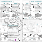 Sketchnotka i karta pracy „Tkanka mięśniowa”. Biologia 6 – dział I – wykonana w power point – tutaj w pdf