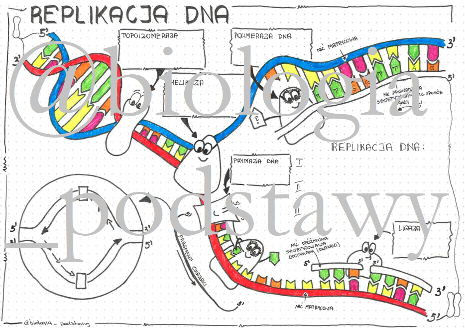 Klasa 8 - Replikacja DNA - Sketchnotka • Złoty Nauczyciel