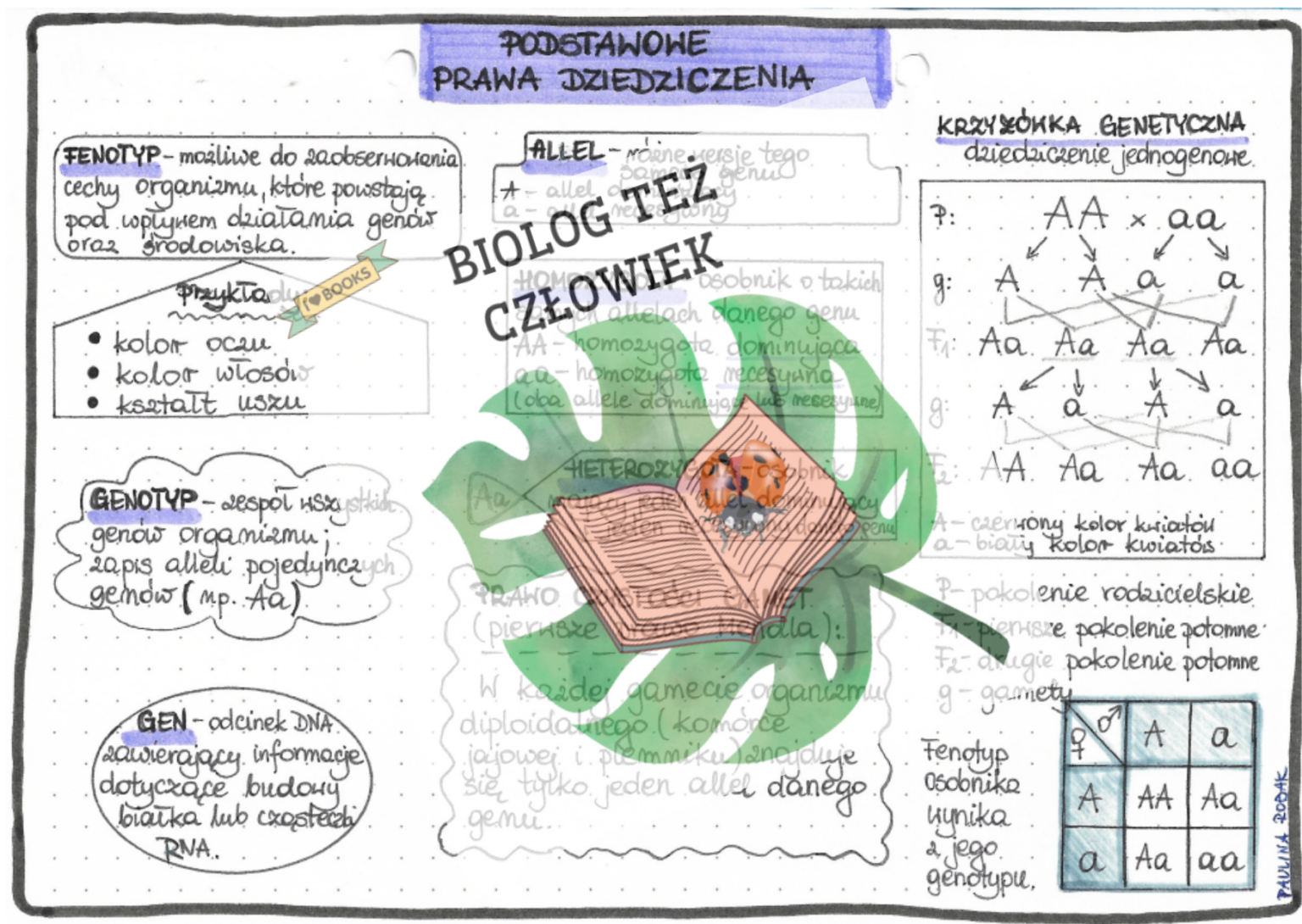 Genetyka (podstawowe Pojęcia, Pierwsze Prawo Mendla, Dziedziczenie ...