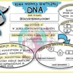 Nośnik informacji genetycznej DNA- karta pracy klasa 8