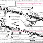 Sketchnotka – notatka „Cechy stawonogów” wykonana w power point do edycji. Biologia 6; „Stawonogi i mięczaki”