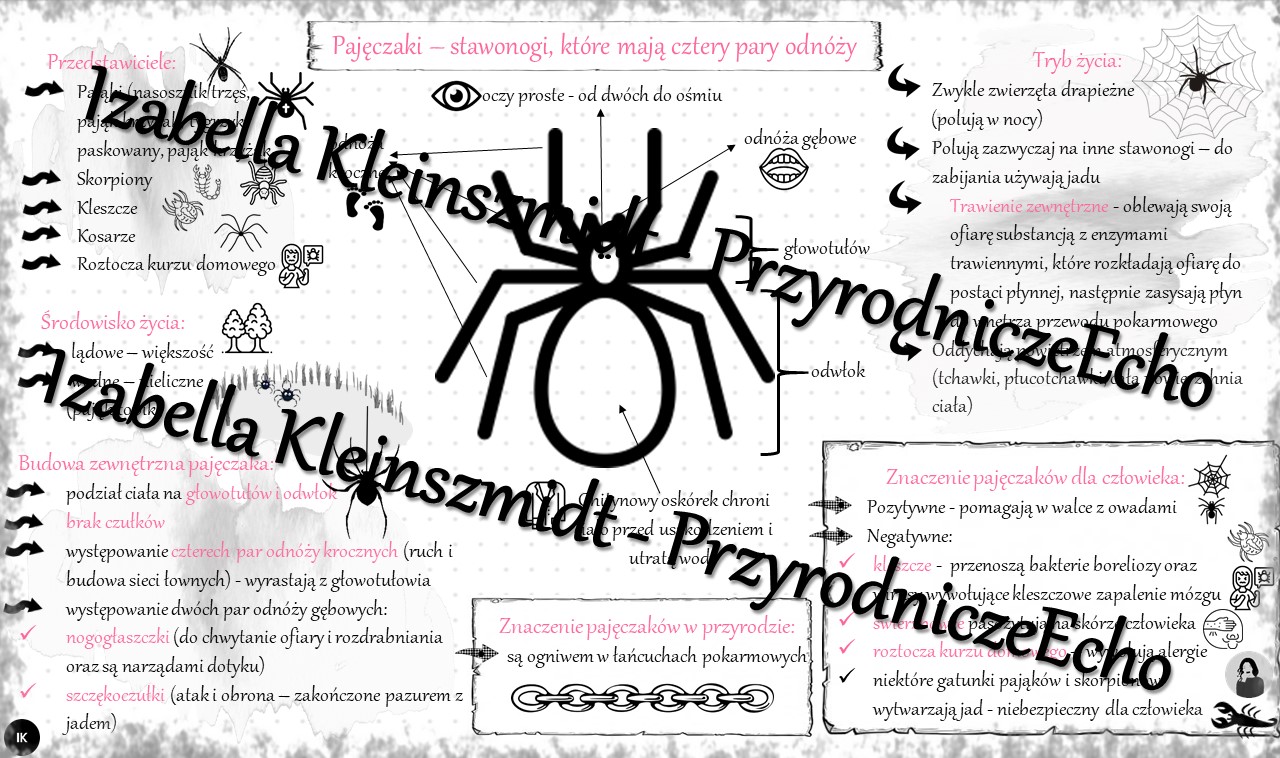 Sketchnotka Notatka Paj Czaki Stawonogi Kt Re Maj Cztery Pary