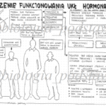 klasa 7 – Zaburzenia funkcjonowania układu hormonalnego – kp