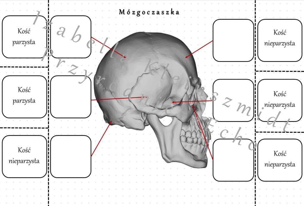 Notatka Okienkowa „Budowa Mózgoczaszki” – Wykonana W Power Point Do ...