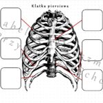 Notatka okienkowa „Budowa kręgosłupa” – wykonana w power point do edycji. Biologia 7 . Temat „Budowa i rola szkieletu osiowego”, dział „Aparat ruchu”