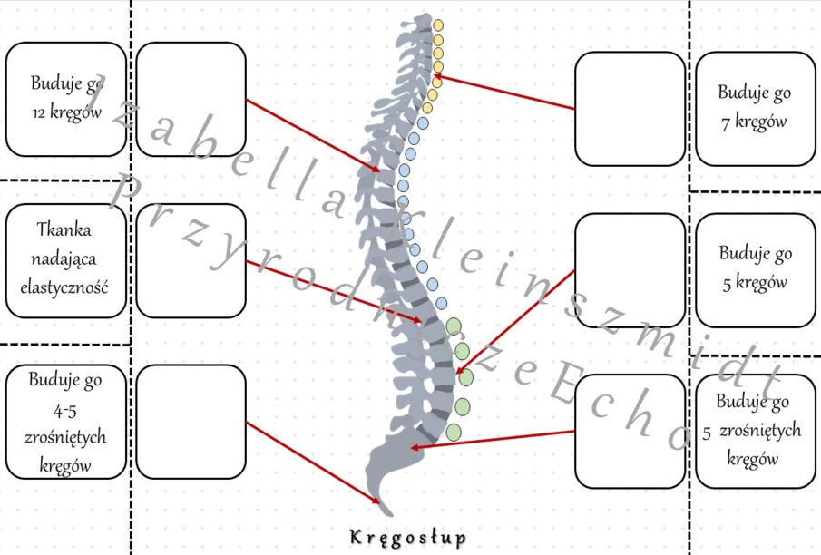Notatka Okienkowa „budowa Kręgosłupa” Wykonana W Power Point Do Edycji Biologia 7 Temat 4553