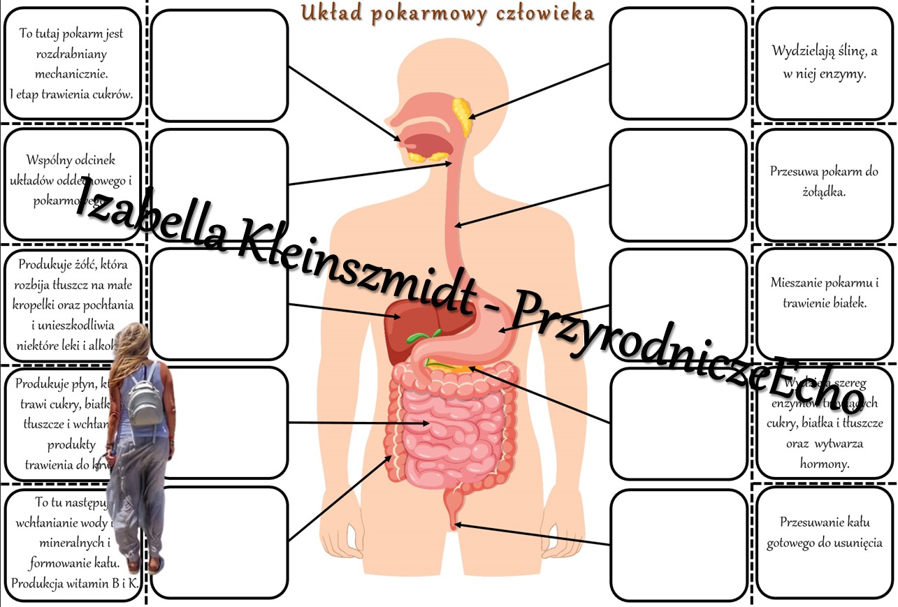 Notatka Okienkowa „układ Pokarmowy Człowieka” Wykonana W Power Point Do Edycji Biologia 7 2315