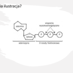 Fiszki na slajdach – BIOLOGIA – Temat: Skład chemiczny. Cukry