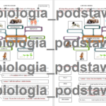 Biologia. Klasa 8. Kalambury. Gra edukacyjna. 63 hasła/pojęcia pochodzące z różnych działów.