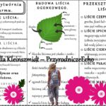 Sketchnotka/książeczka/notatka/wklejka/ściąga dla ucznia i przypomnienie dla nauczyciela/edukacja domowa. Temat „Pęd. Budowa i funkcje łodygi””. Materiał w pdf. Biologia 5, dział „Tkanki i organy roślinne”. Nowość 2024/2025.