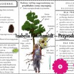 Sketchnotka/książeczka/notatka/wklejka/ściąga dla ucznia i przypomnienie dla nauczyciela/edukacja domowa. Temat „Paprotniki”. Materiał w pdf. Biologia 5, dział „Różnorodność roślin”. Nowość 2024/2025.