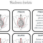 Pakiet pomocy na Światowy Dzień Zespołu Downa – Dzień Kolorowej Skarpetki