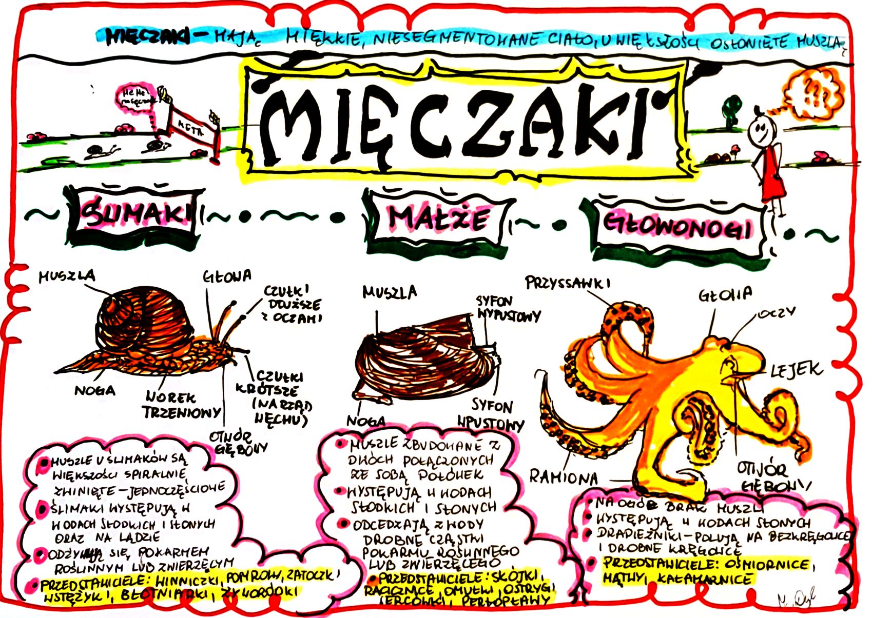 Klasa 6. Biologia. Mięczaki (karta Pracy Kolorowa) • Złoty Nauczyciel