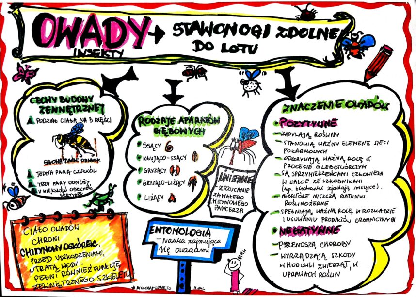 Klasa 6. Biologia. Owady (karta Pracy Kolorowa) • Złoty Nauczyciel