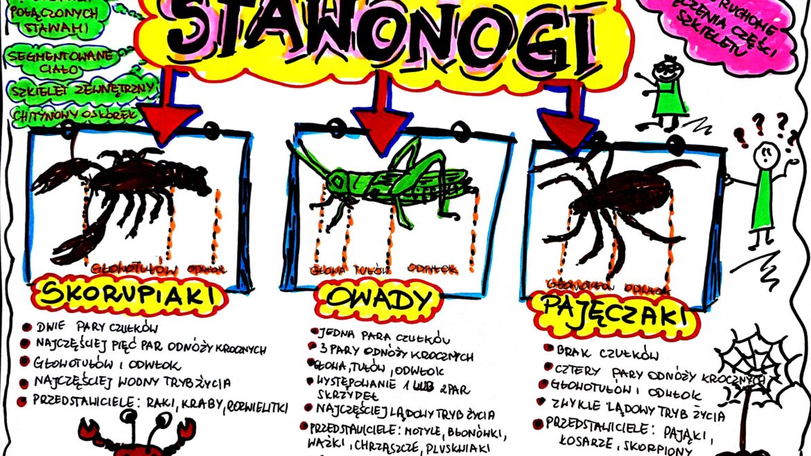 Klasa 6. Biologia. Stawonogi (karta Pracy Kolorowa) • Złoty Nauczyciel