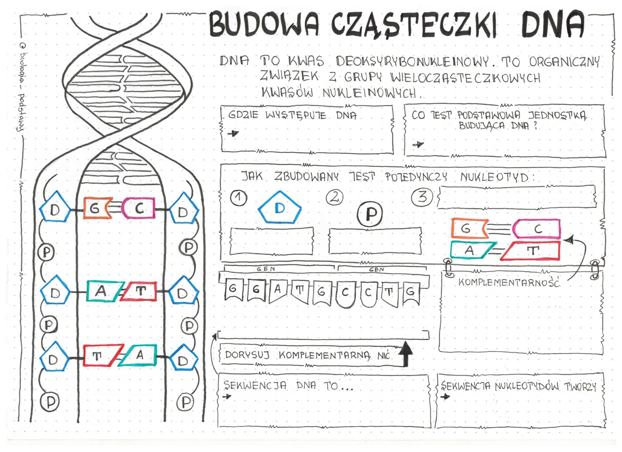 Klasa 8 - Budowa DNA - Karta Pracy • Złoty Nauczyciel