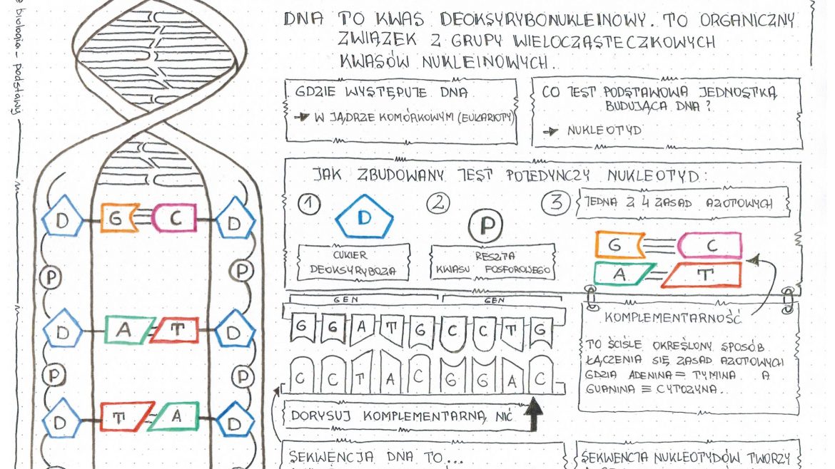 Kartkówka Biologia Klasa 8 Dna Klasa 8 - Budowa DNA - sketchnotka • Złoty nauczyciel