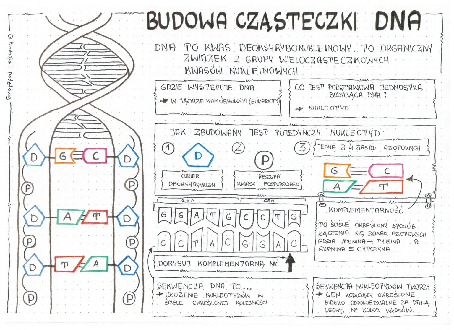 Klasa 8 - Budowa DNA - Sketchnotka • Złoty Nauczyciel