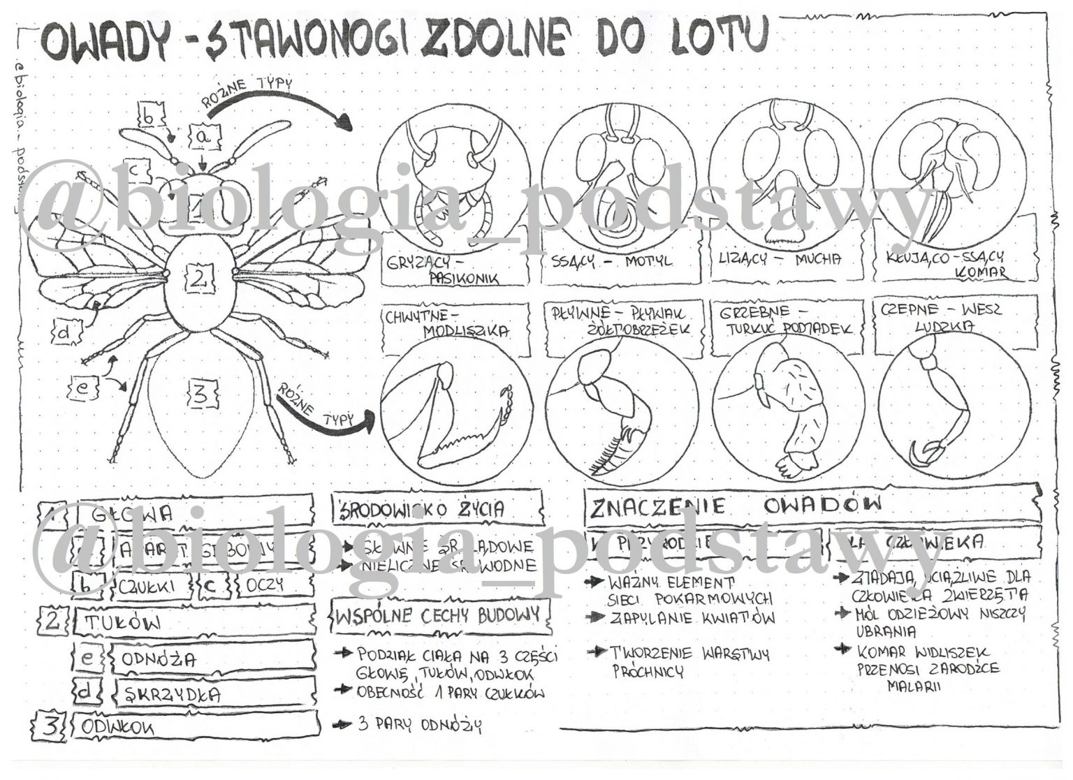 Klasa 6 Owady sketchnotka Złoty nauczyciel