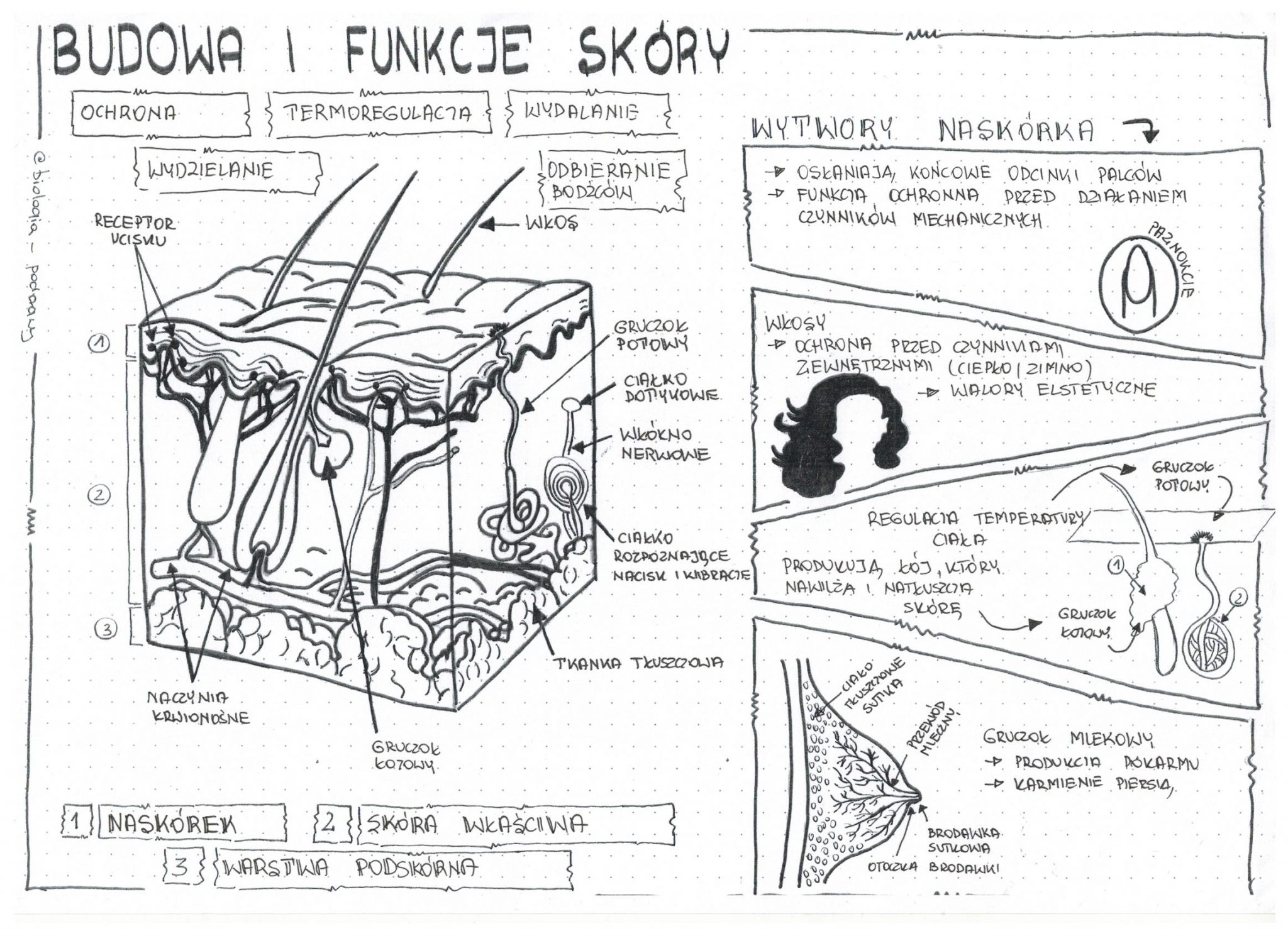 Klasa 7 Skóra Budowa I Funkcje Sketchnotka • Złoty Nauczyciel 5637