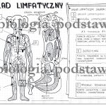 Klasa 7 – Układ limfatyczny – karta pracy