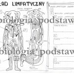 Klasa 7 – Układ limfatyczny – sketchnotka