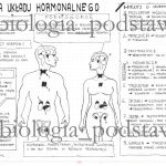Klasa 7 – Zaburzenia funkcjonowania układu hormonalnego – prezentacja