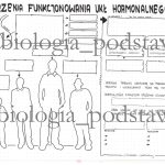 klasa 7 – Zaburzenia funkcjonowania układu hormonalnego – sketchnotka
