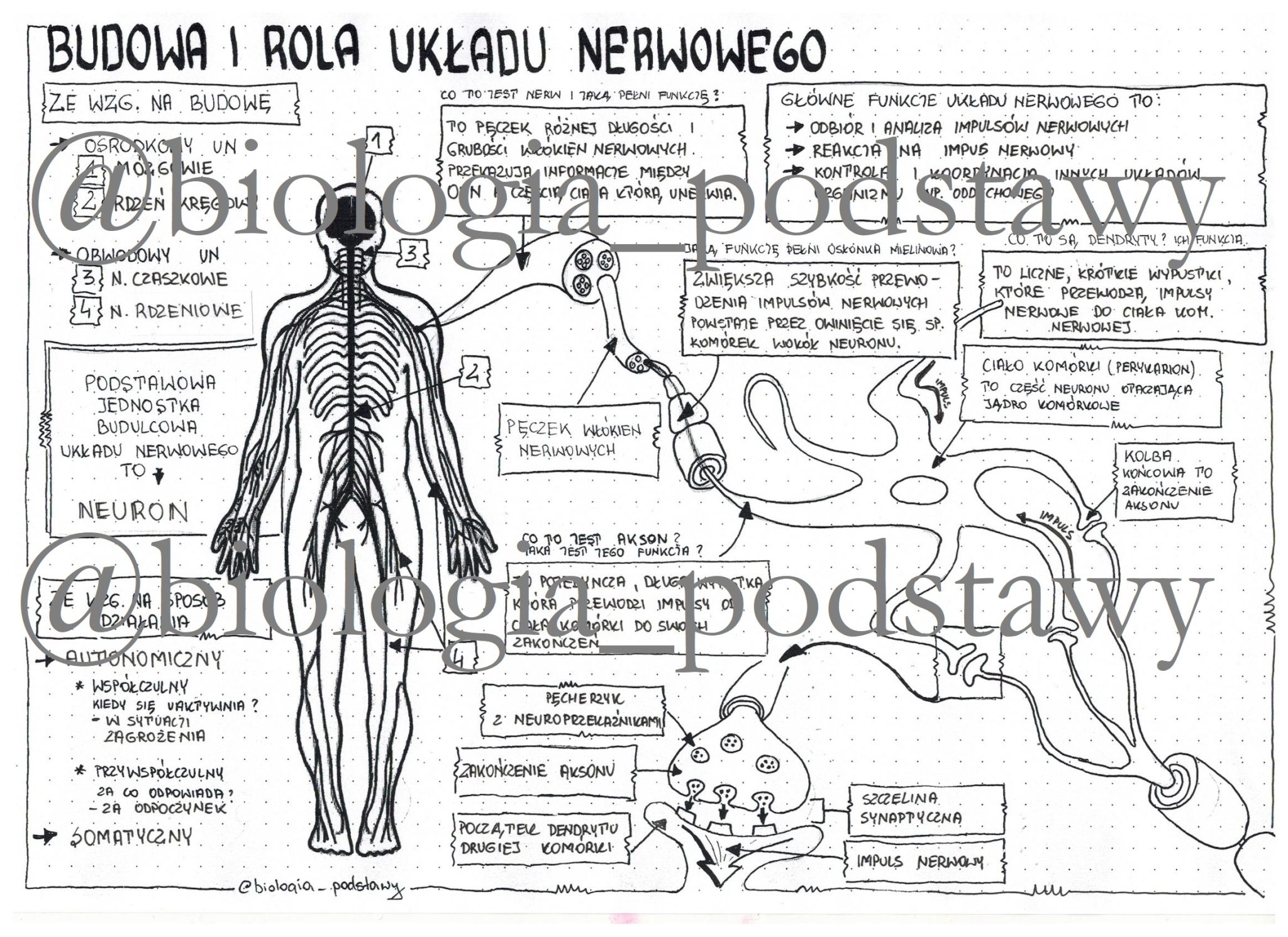 Klasa 7 - Budowa I Rola Układu Nerwowego - Sketchnotka • Złoty Nauczyciel