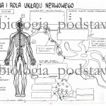 Klasa 7 – Budowa i rola układu nerwowego – sketchnotka