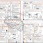 Sketchnotka i karta pracy „Parzydełkowce – najprostsze zwierzęta tkankowe”. Biologia 6 – dział II – wykonana w power point – tutaj w pdf