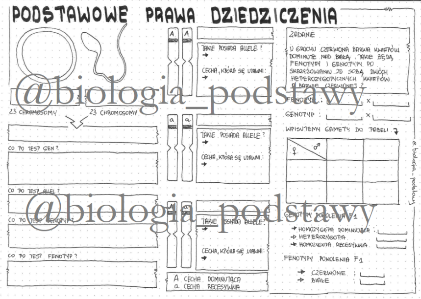 Klasa 8 - Podstawowe Prawo Dziedziczenia - Sketchnotka • Złoty Nauczyciel