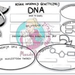 Nośnik informacji genetycznej – DNA – sketchnotka – klasa 8