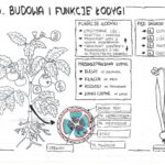 Okrytonasienne – budowa kwiatu