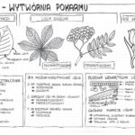 Pakiet materiałów do klasy 5 rozdział IV – Tkanki i organy roślinne
