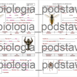 Kąty i ich rodzaje – karta pracy